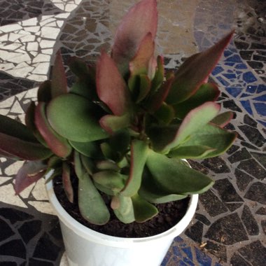 Crassula platyphylla 'Burgundy'
