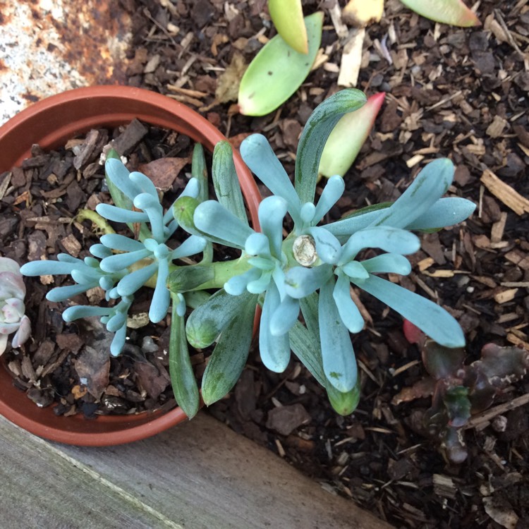 plant image 761027