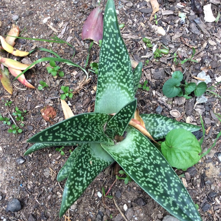 Plant image x Gasteraloe
