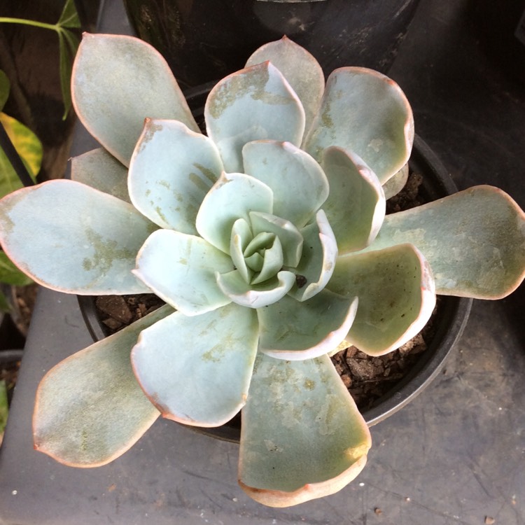 plant image 778548