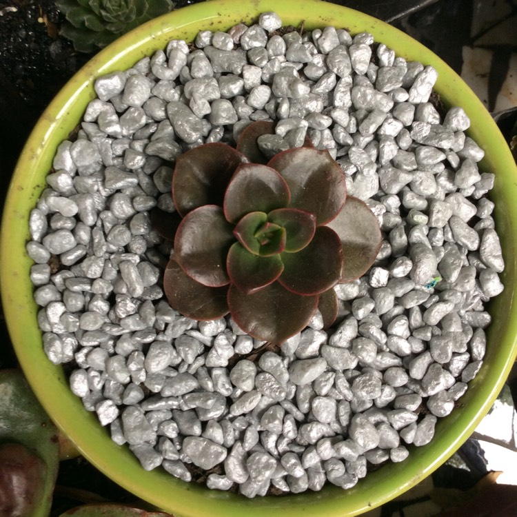 plant image 778557