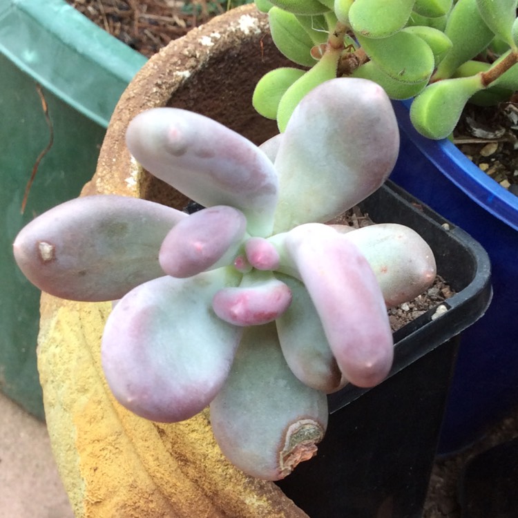 plant image 778575