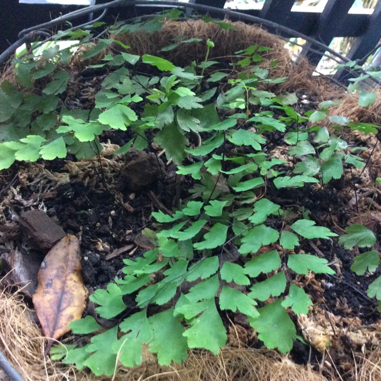 Plant image Adiantum capillus-veneris