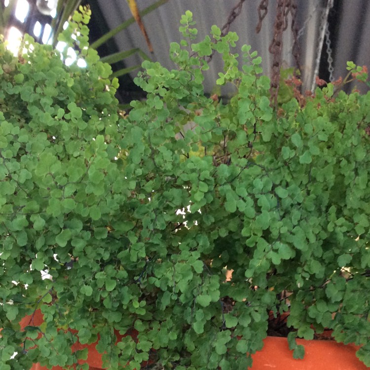 Plant image Adiantum Raddianum 'micropinnulum'