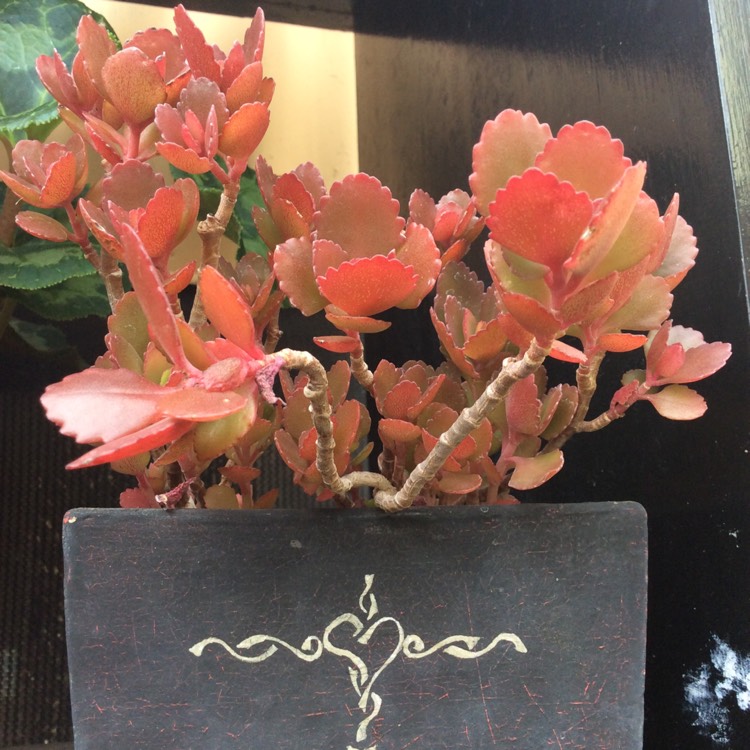 Plant image Kalanchoe Bordeaux