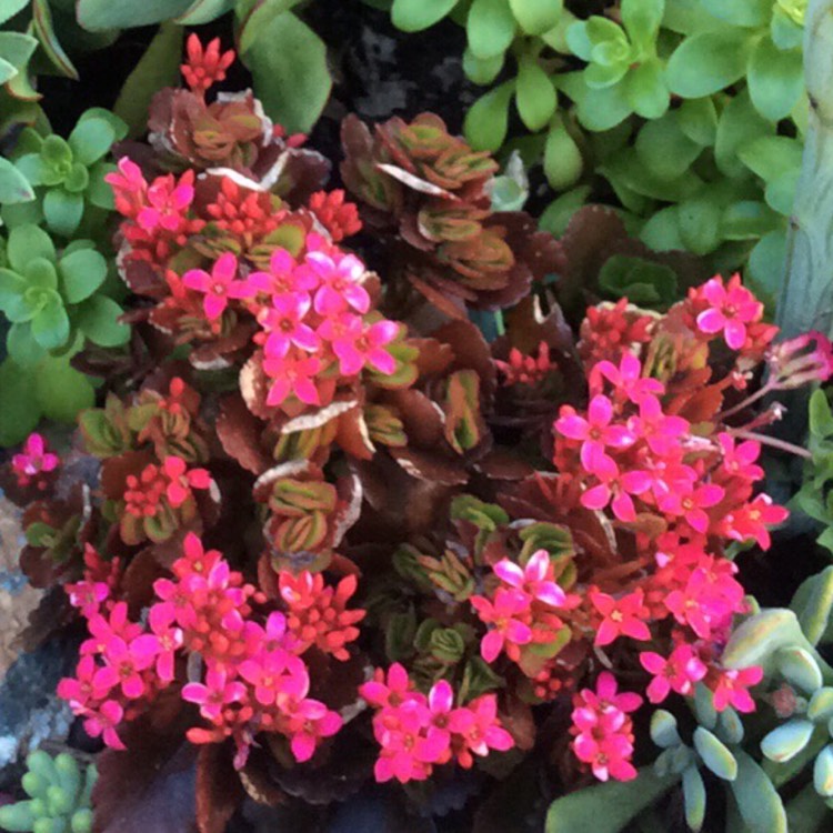 plant image 792205