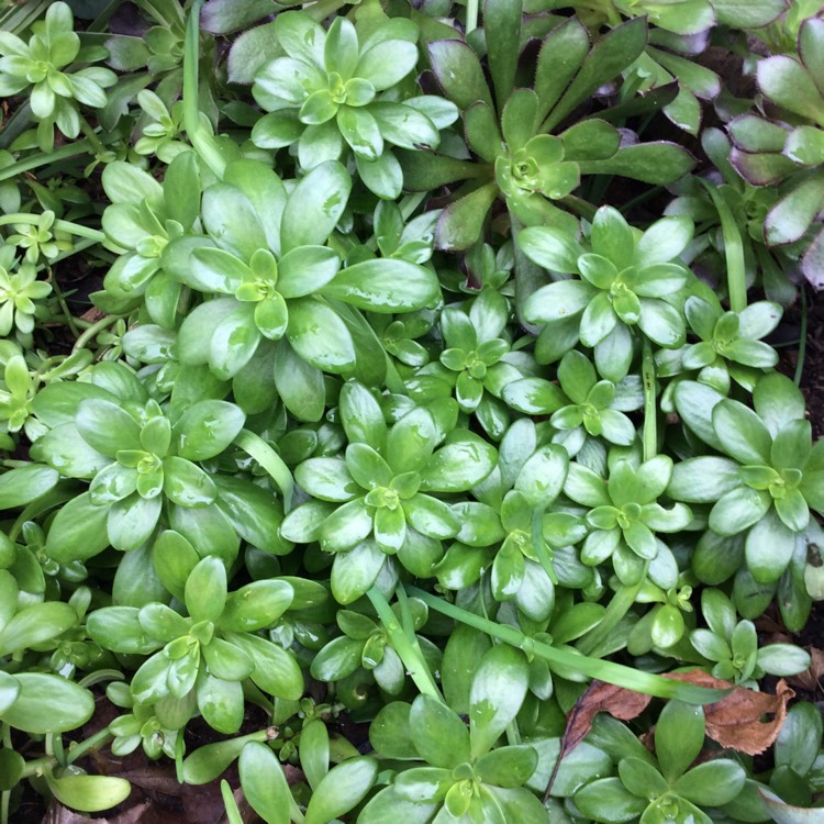 Plant image Sedum 'Kimnachii'