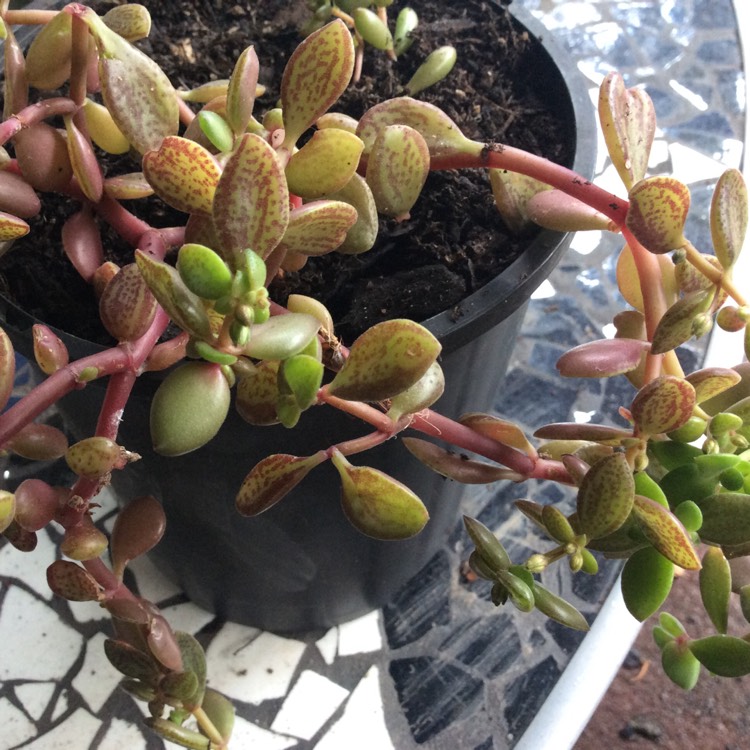 Plant image Crassula Volkensii