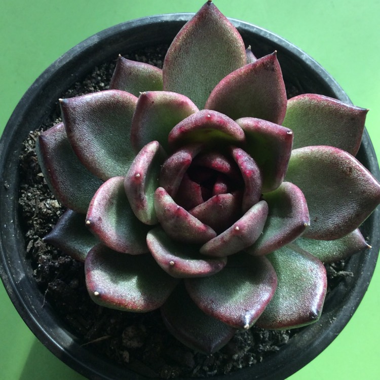 Plant image Echeveria Agavoides Blood Maria