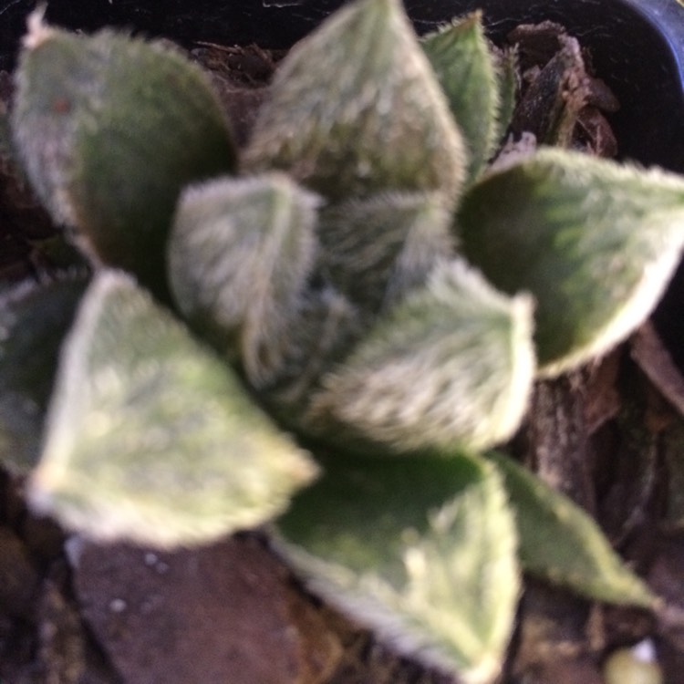 Plant image Haworthia Cooperi var. Venusta