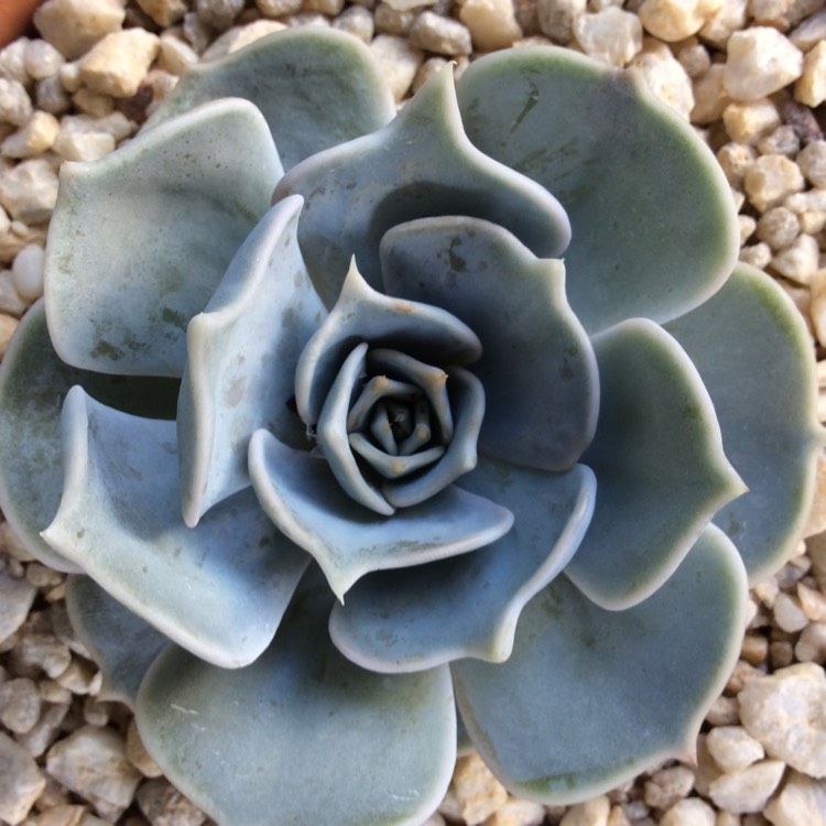 Plant image Echeveria Lilacina