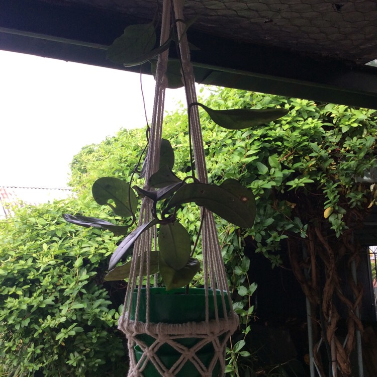 plant image 875785