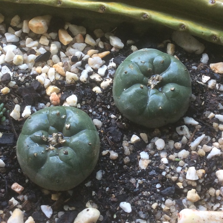 plant image 882510 plant image 882510