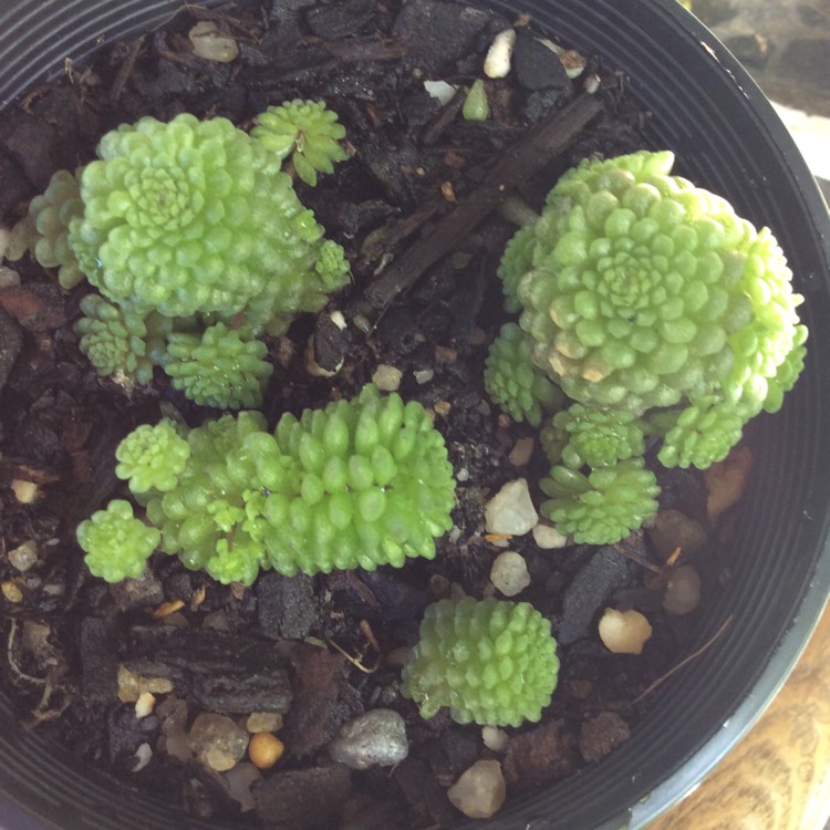 plant image 883868