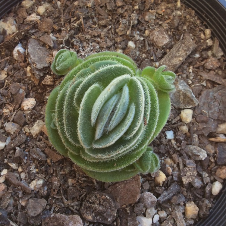 Plant image Crassula Tomentosa var. Glabrifolia