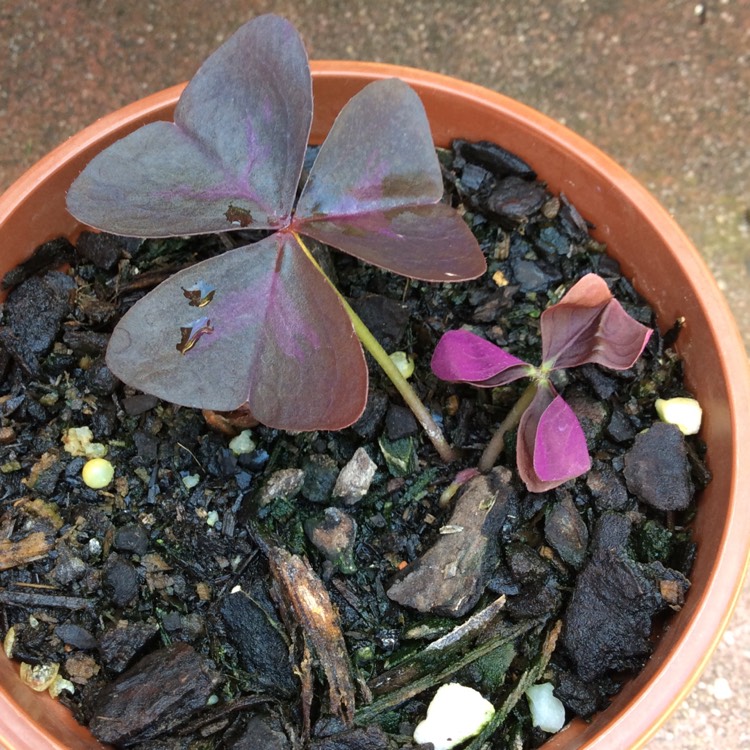 plant image 883883