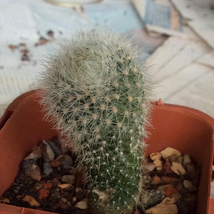 plant image 889373 plant image 889373