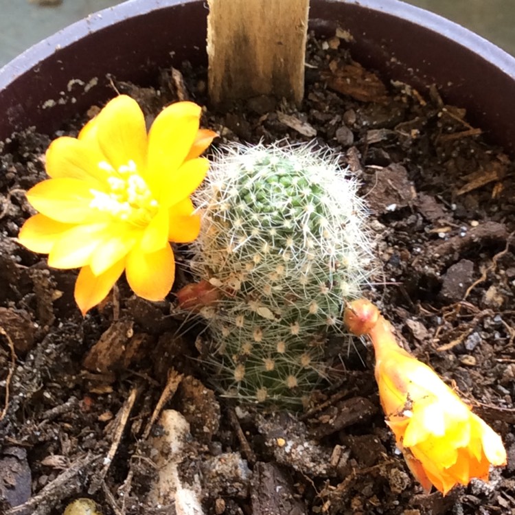 Plant image Rebutia pulvinosa