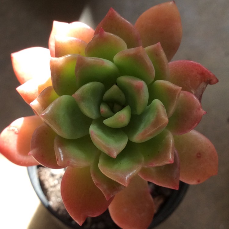 plant image 889478