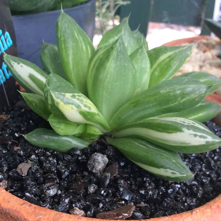Plant image Haworthia Cuspidata Variegata