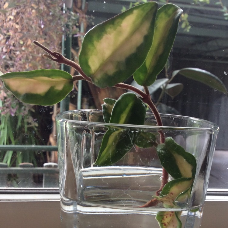 Plant image Hoya carnosa 'Krimson Princess' syn. Hoya carnosa 'Rubra'