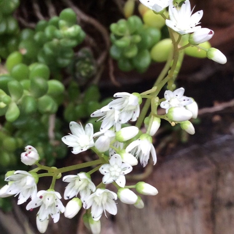 Plant image Sedum Album
