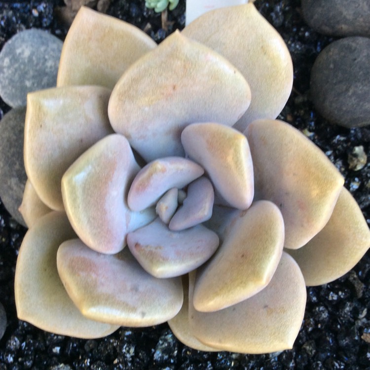 Plant image xGraptoveria Margaret Rose