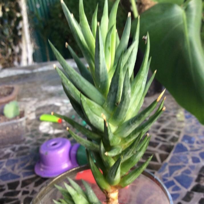 plant image 939223