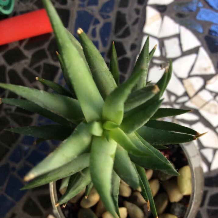 plant image 939224