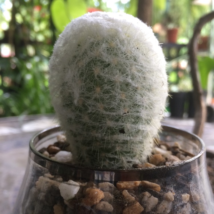 Plant image Espostoa melanostele