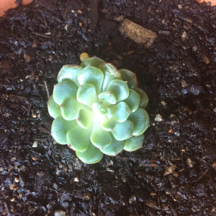 Plant image Echeveria Minima White Form