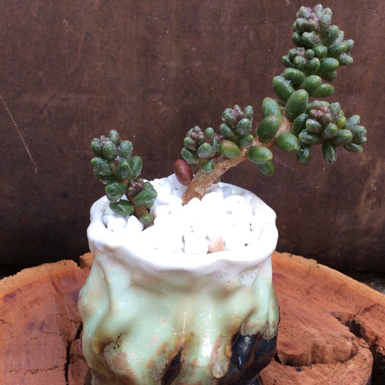 Plant image Sedum Furfuraceum