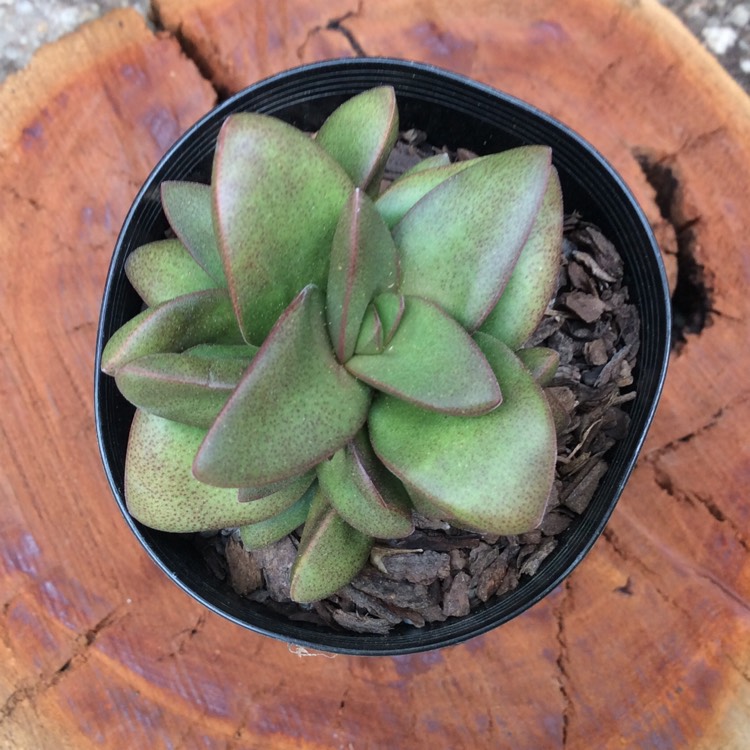 Plant image Crassula 'Talisman'