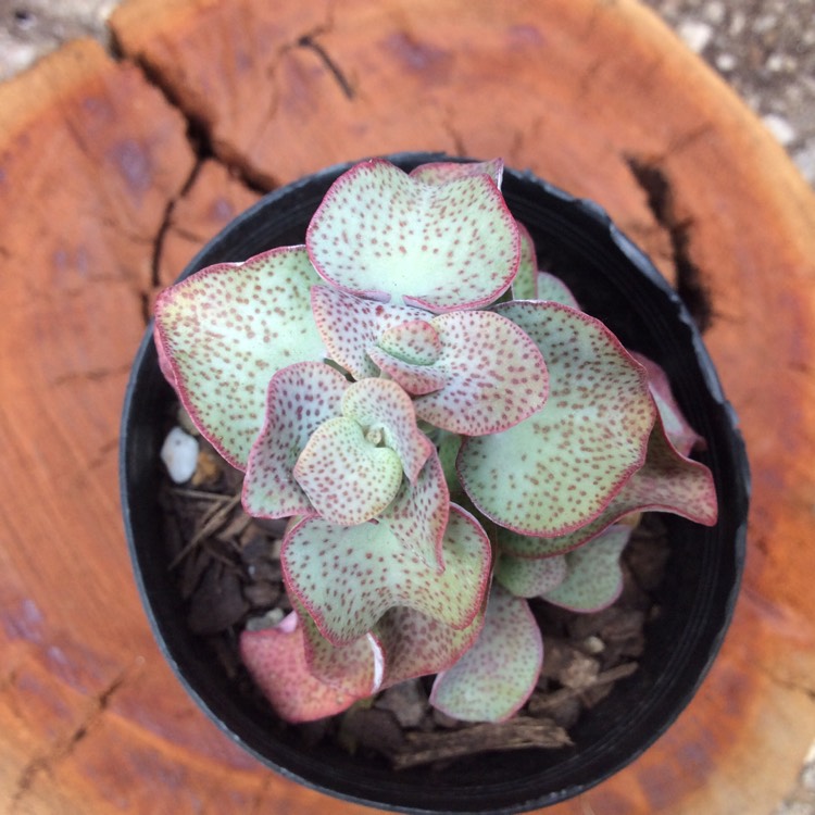 plant image 999986