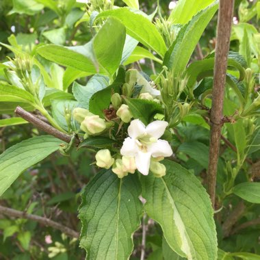 Weigela