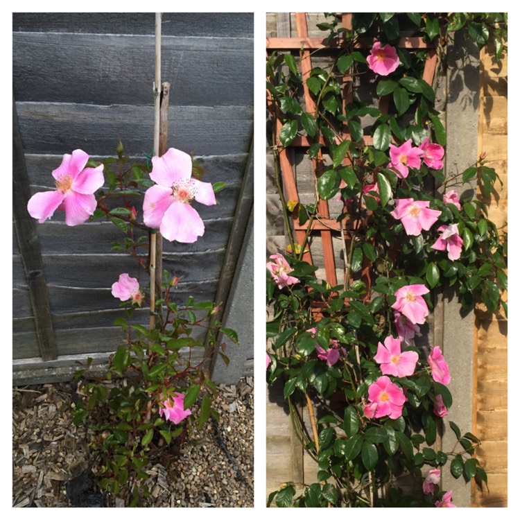 Plant image Rosa 'Anemone' syn. Rosa laevigata 'Anemone Rose', Rosa 'Pink Cherokee', Rosa 'Anemonenrose'