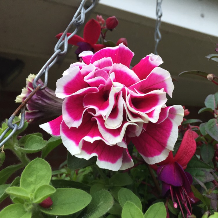 plant image 449721