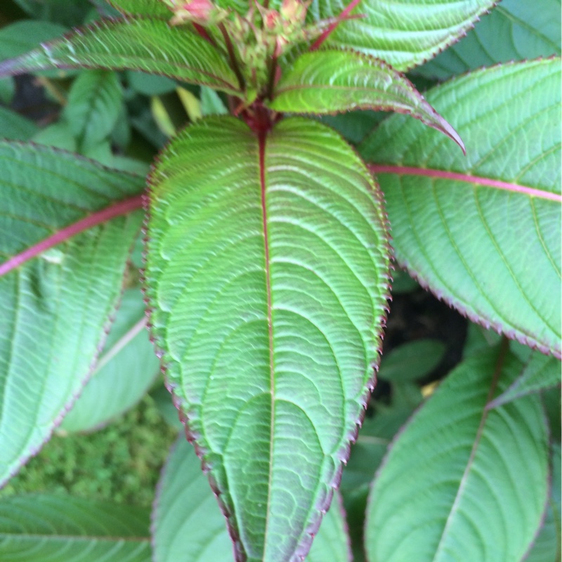 plant image 125585 plant image 125585