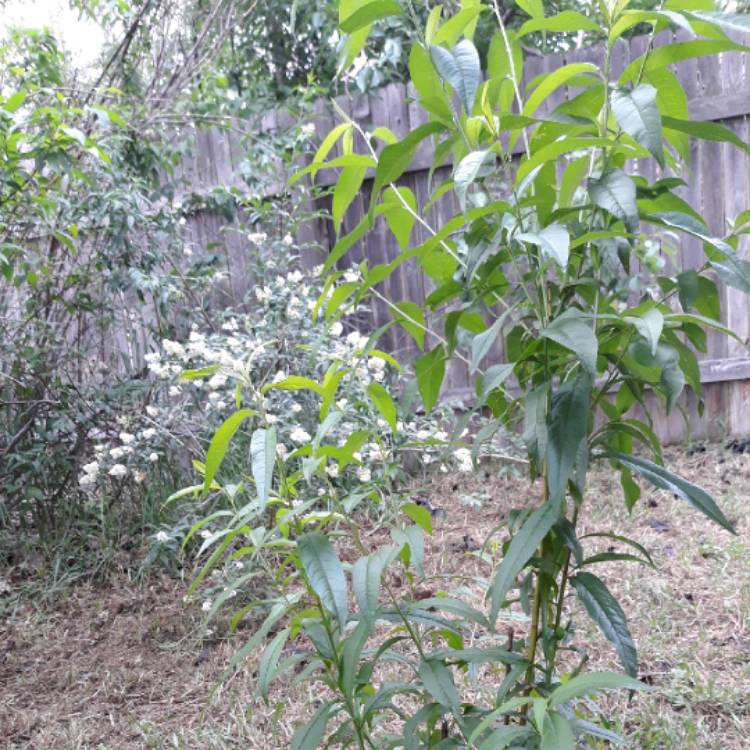 Plant image Prunus persica 'Terrace Diamond'