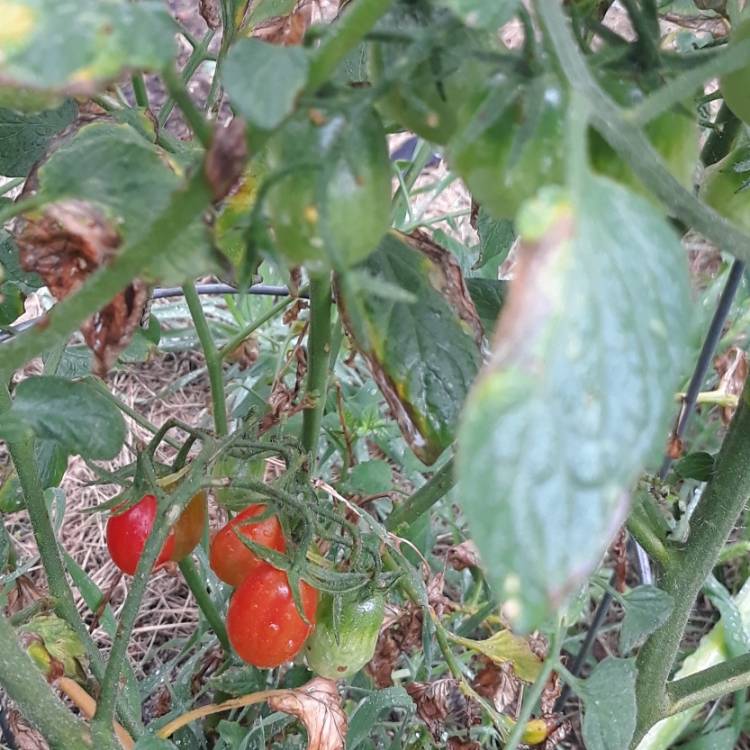 Plant image Solanum lycopersicum var.
