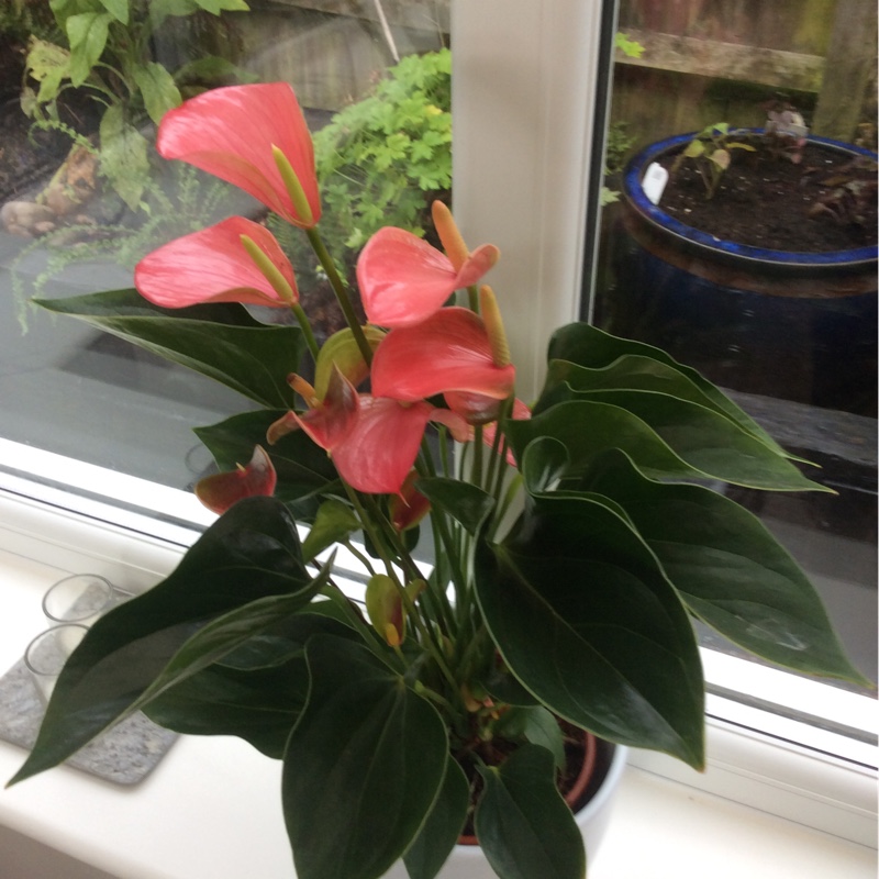 plant image 137450