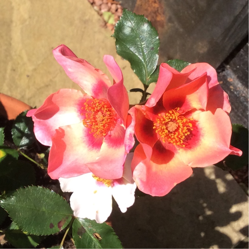 plant image 148238