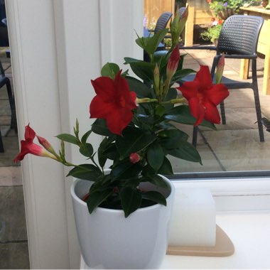 Mandevilla Vine 'Sundial'