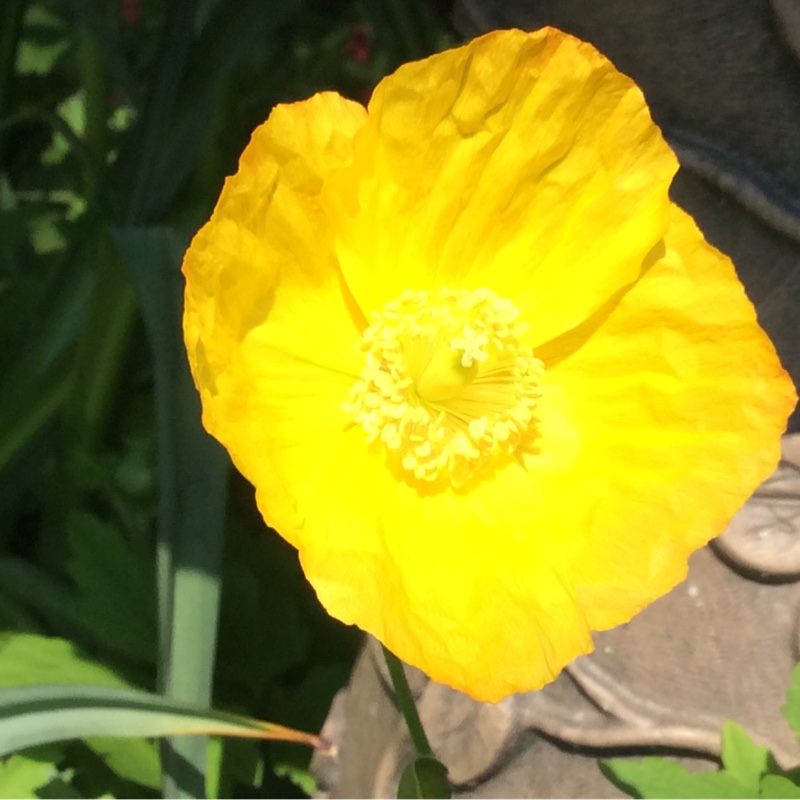 Welsh Poppy