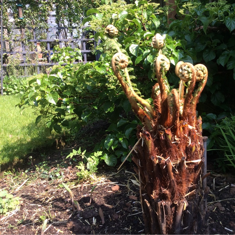 Tasmanian Tree Fern