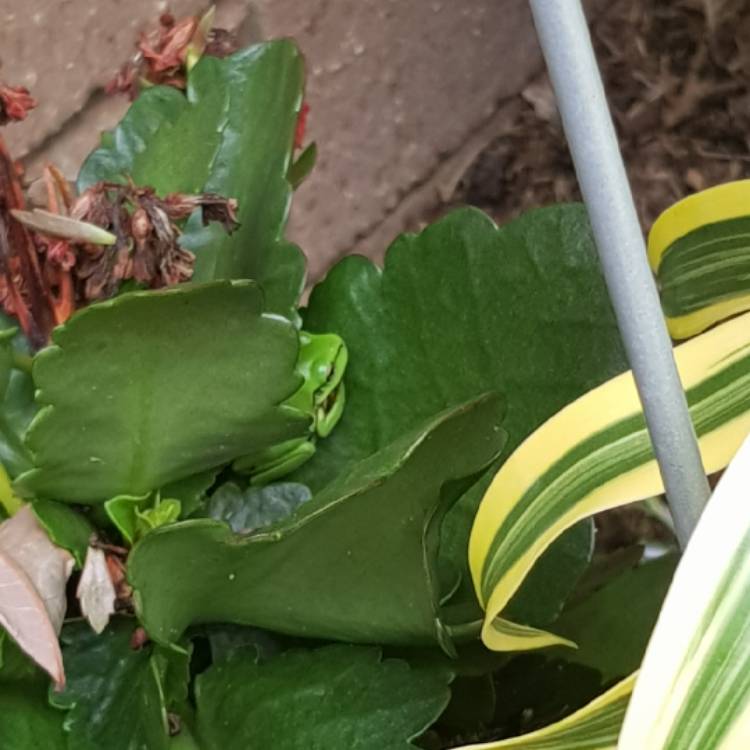 plant image 1007393