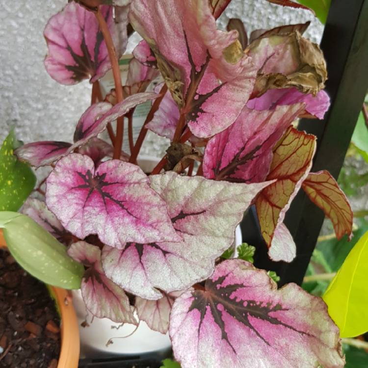 plant image 1007406 plant image 1007406