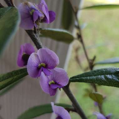 Hovea acutifolia