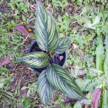 Calathea Ornata syn. Calathea Ornata 'Sanderiana' syn. Goeppertia majestica 'Sanderiana'