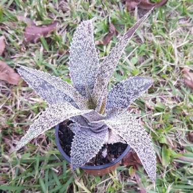 Orthophytum gurkenii Var. Warren Loose